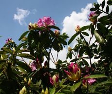 Rhododendron-058.jpg